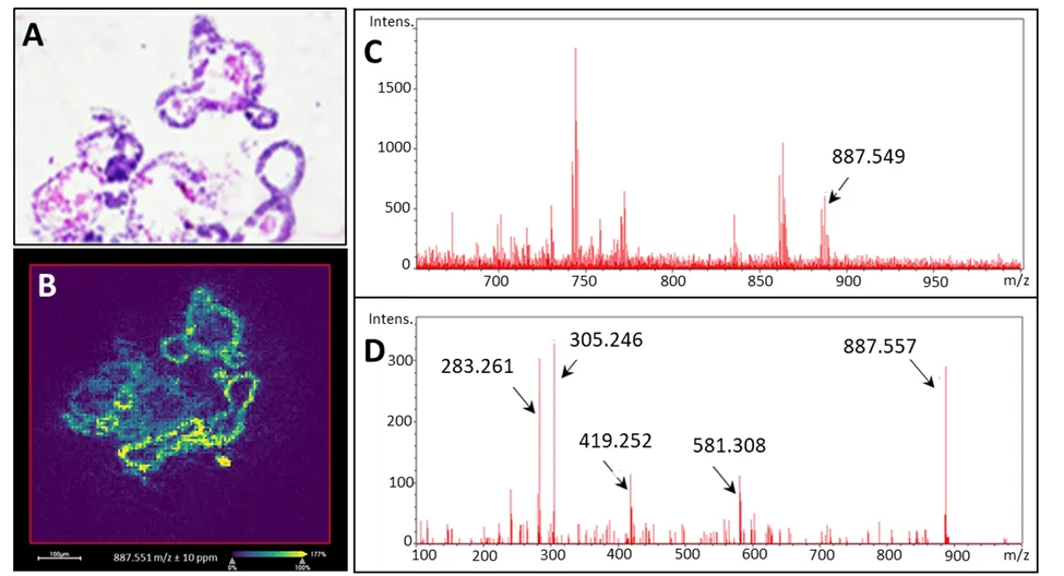 Organoid Analysis