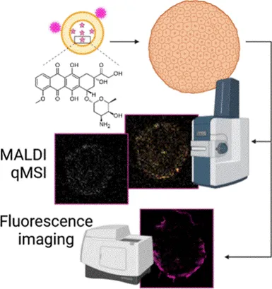Proteomics: Spatial SILAC in Cellular Layers of the Spheroid